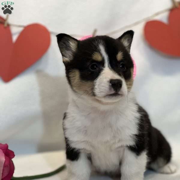 Feona, Pembroke Welsh Corgi Puppy