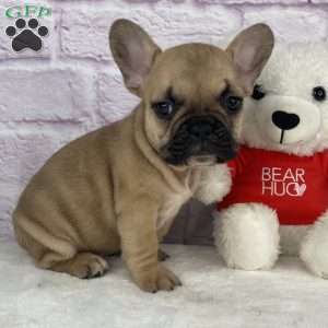 Payton, French Bulldog Puppy