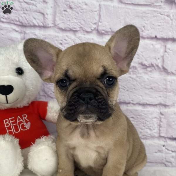 Payton, French Bulldog Puppy