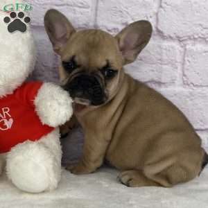 Payton, French Bulldog Puppy