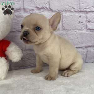 Snowflake, French Bulldog Puppy