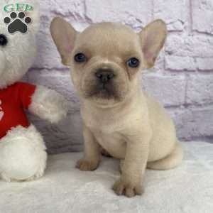 Snowflake, French Bulldog Puppy