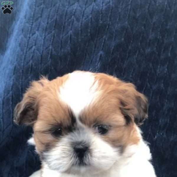 Yogi, Shih Tzu Puppy