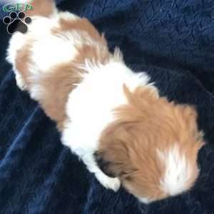 Yogi, Shih Tzu Puppy