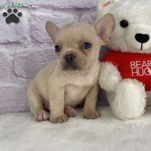 Snowflake, French Bulldog Puppy