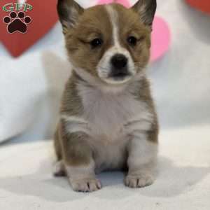 Fatima, Pembroke Welsh Corgi Puppy