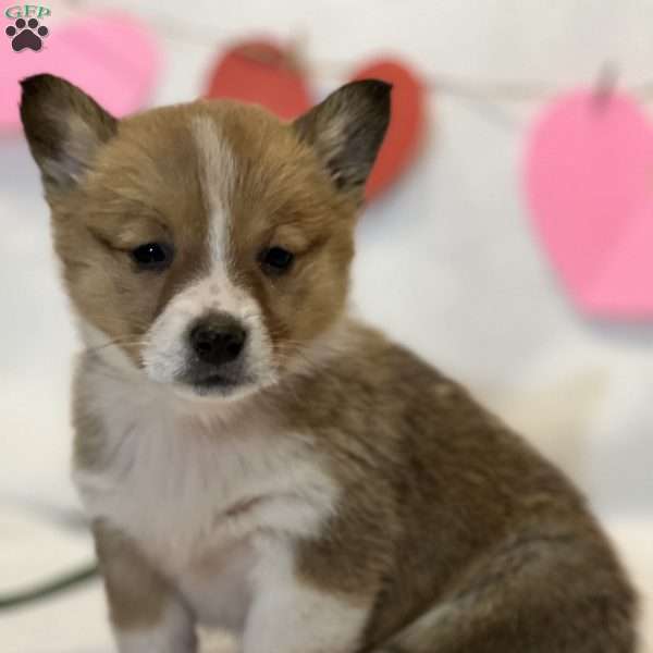 Fatima, Pembroke Welsh Corgi Puppy