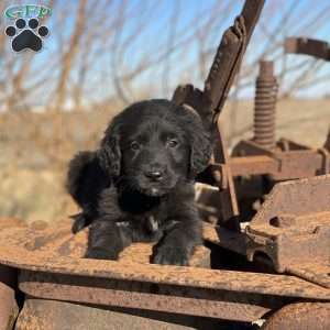 Smoky, Bernese Golden Mountain Dog Puppy