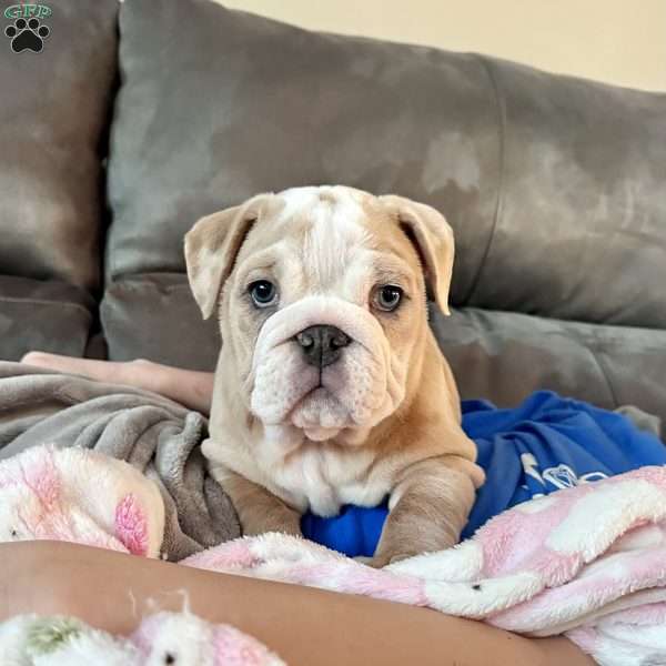 Winnie, English Bulldog Puppy
