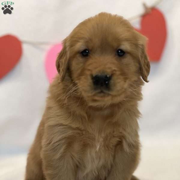 Bubbles, Golden Retriever Puppy