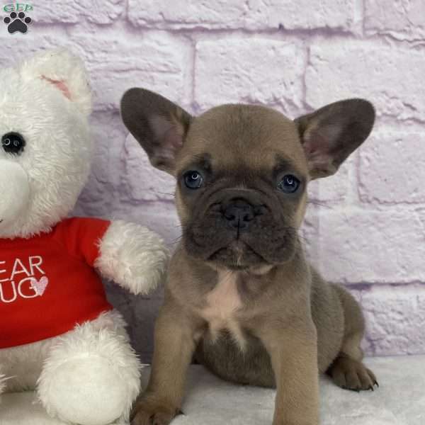 Sady, French Bulldog Puppy