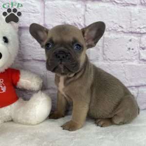 Sady, French Bulldog Puppy