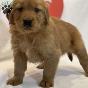 Bubbles, Golden Retriever Puppy
