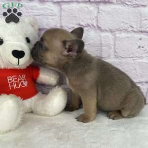 Sady, French Bulldog Puppy