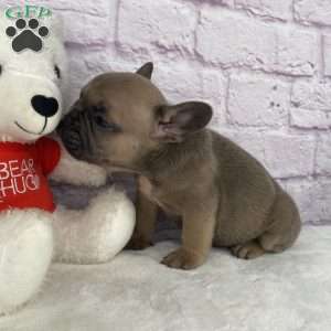 Sady, French Bulldog Puppy