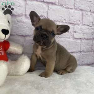 Sady, French Bulldog Puppy