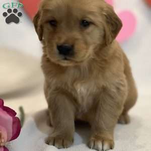 Brielle, Golden Retriever Puppy