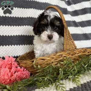 Mason, Maltipoo Puppy