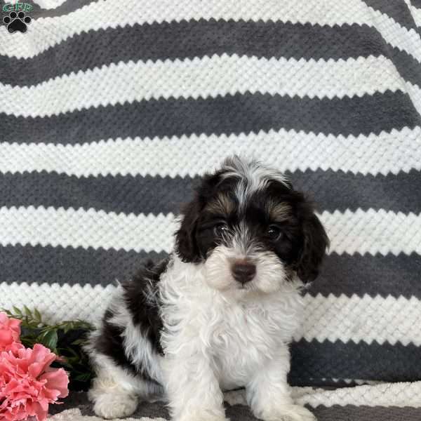 Mason, Maltipoo Puppy