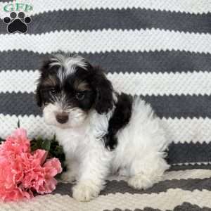 Mason, Maltipoo Puppy