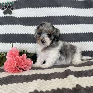 Marcus, Maltipoo Puppy