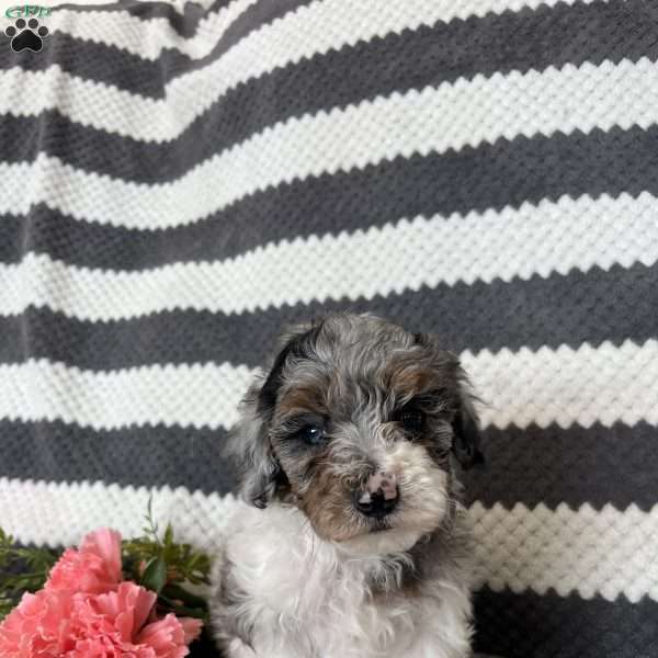Marcus, Maltipoo Puppy