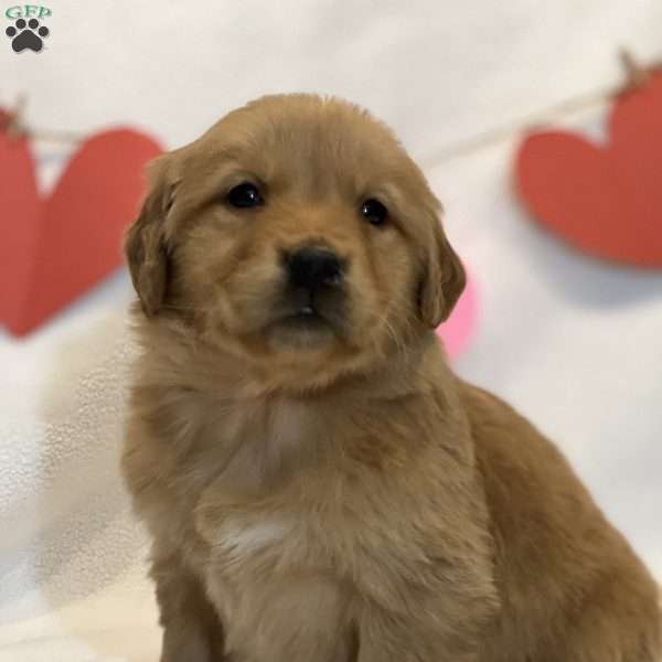 Brielle, Golden Retriever Puppy