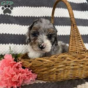 Marcus, Maltipoo Puppy