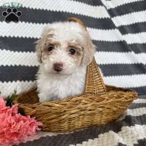 Megan, Maltipoo Puppy