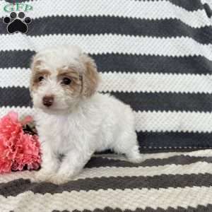 Megan, Maltipoo Puppy