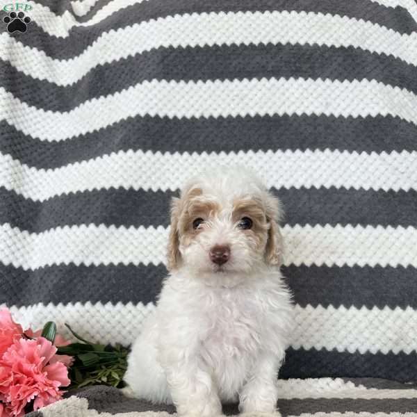 Megan, Maltipoo Puppy