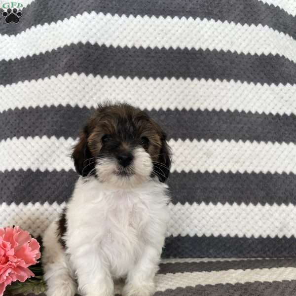 Melody, Maltipoo Puppy