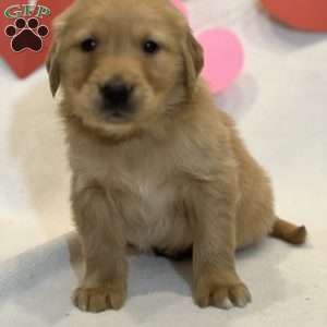 Bruno, Golden Retriever Puppy