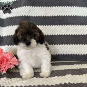 Melody, Maltipoo Puppy