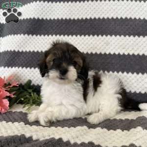 Melody, Maltipoo Puppy