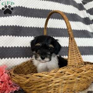 Millie, Maltipoo Puppy