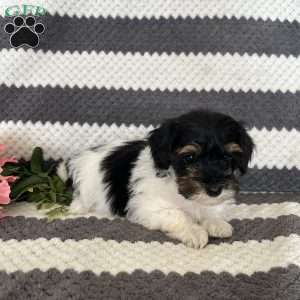 Millie, Maltipoo Puppy