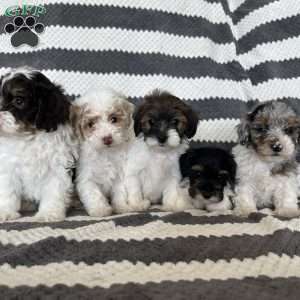 Mason, Maltipoo Puppy