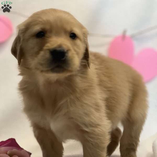 Bruno, Golden Retriever Puppy