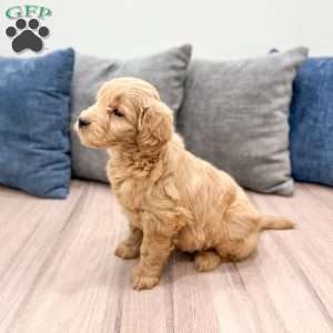River, Mini Goldendoodle Puppy