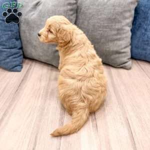 River, Mini Goldendoodle Puppy