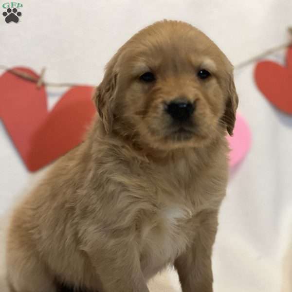 Benedict, Golden Retriever Puppy