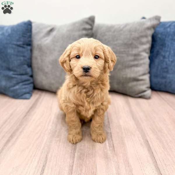 River, Mini Goldendoodle Puppy
