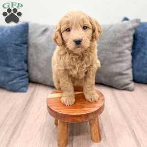 River, Mini Goldendoodle Puppy