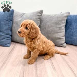 Remi, Mini Goldendoodle Puppy