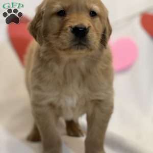 Benedict, Golden Retriever Puppy