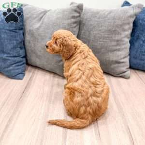 Remi, Mini Goldendoodle Puppy