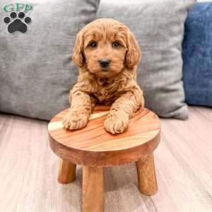 Remi, Mini Goldendoodle Puppy