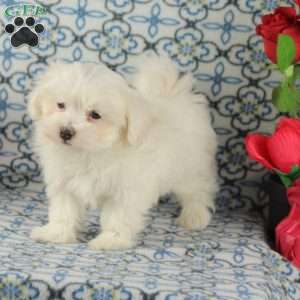 Coconut, Maltipoo Puppy