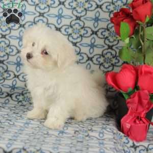 Coconut, Maltipoo Puppy